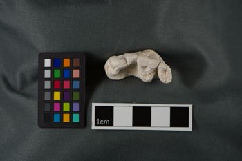 Media type: image;   Vertebrate Paleontology VPM-3682 Description: Photograph of the cast jaw in occlusal view of MCZ VPM-3682, Tomarctus thomasi.;  Aspect: occlusal